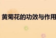 黄菊花的功效与作用（给大家介绍这些内容）