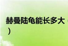 赫曼陆龟能长多大（小于多少很容易生命危险）