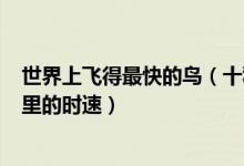 世界上飞得最快的鸟（十种速度最快的鸟最慢也有100多公里的时速）