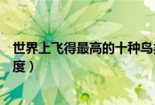 世界上飞得最高的十种鸟类（榜首的鸟类可以飞到飞机的高度）
