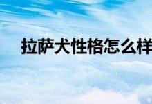 拉萨犬性格怎么样（体格强壮警戒心强）
