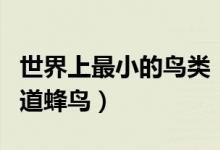 世界上最小的鸟类（十大最小的鸟我猜你只知道蜂鸟）