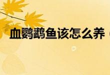 血鹦鹉鱼该怎么养（如何能把鹦鹉鱼养红）