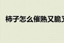 柿子怎么催熟又脆又甜（柿子的催熟方法）