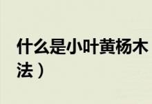 什么是小叶黄杨木（小叶黄杨木的4种鉴别方法）
