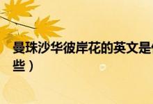 曼珠沙华彼岸花的英文是什么（曼珠沙华彼岸花的英文有哪些）