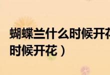 蝴蝶兰什么时候开花是最佳时间（蝴蝶兰什么时候开花）