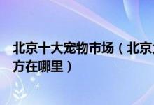 北京十大宠物市场（北京大型宠物市场排名北京卖宠物的地方在哪里）