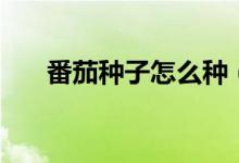 番茄种子怎么种（番茄种子种植方法）
