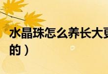 水晶珠怎么养长大更快（水晶珠是什么材料做的）