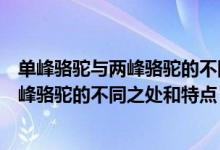 单峰骆驼与两峰骆驼的不同之处和特点（关于单峰骆驼与两峰骆驼的不同之处和特点）