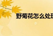 野菊花怎么处理才能喝（野菊花）