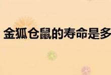 金狐仓鼠的寿命是多少（比其它仓鼠要短些）