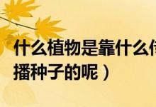 什么植物是靠什么传播种子的（植物是怎么传播种子的呢）