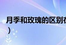 月季和玫瑰的区别在哪里（月季和玫瑰的区别）