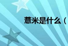 薏米是什么（薏米是什么东西）
