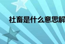 社畜是什么意思解释（社畜是什么意思）