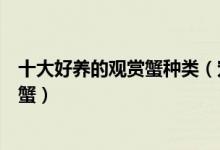 十大好养的观赏蟹种类（宠物蟹好养排行适合新手养的观赏蟹）