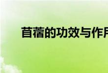 苜蓿的功效与作用（苜蓿的作用讲解）