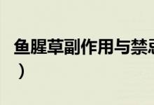 鱼腥草副作用与禁忌（鱼腥草可以长期食用吗）
