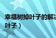 幸福树掉叶子的解决方法（如何改善幸福树掉叶子）