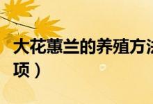 大花蕙兰的养殖方法（大花蕙兰养殖的注意事项）
