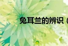 兔耳兰的辨识（tel代表什么意思）