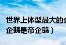 世界上体型最大的企鹅是（世界上体型最大的企鹅是帝企鹅）