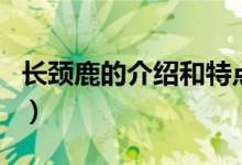 长颈鹿的介绍和特点（长颈鹿的外形特点介绍）