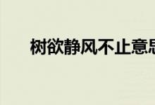 树欲静风不止意思（这句话出自哪里）