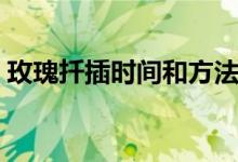 玫瑰扦插时间和方法（玫瑰扦插时间与方法）