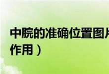 中脘的准确位置图片作用（中脘的准确位置图作用）