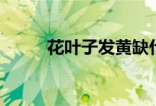 花叶子发黄缺什么（花叶子发黄）