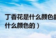 丁香花是什么颜色的都能泡水喝吗（丁香花是什么颜色的）