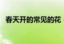 春天开的常见的花（春天有哪些盛开的花）