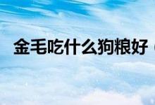 金毛吃什么狗粮好（金毛吃什么狗粮最好）
