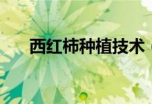 西红柿种植技术（西红柿的种植方法）