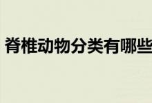 脊椎动物分类有哪些（脊椎动物分类有哪些）