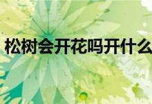 松树会开花吗开什么样的花（松树会开花吗）