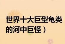 世界十大巨型龟类（地球上最大乌龟盘点披甲的河中巨怪）