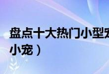 盘点十大热门小型宠物（适合养在寝室的十大小宠）