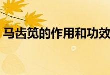 马齿笕的作用和功效怎么吃（马齿笕的作用）