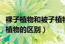 裸子植物和被子植物的概念（裸子植物和被子植物的区别）
