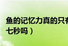 鱼的记忆力真的只有七秒吗（鱼的记忆力只有七秒吗）