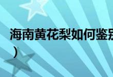 海南黄花梨如何鉴别（教你几招轻松辨别真假）