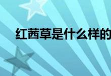 红茜草是什么样的（功效与作用有哪些）