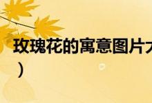 玫瑰花的寓意图片大全（玫瑰花的寓意是什么）