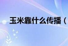 玉米靠什么传播（玉米靠什么传播种子）