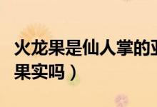 火龙果是仙人掌的亚种吗（火龙果是仙人掌的果实吗）