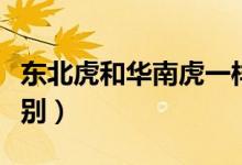 东北虎和华南虎一样吗（东北虎和华南虎的区别）